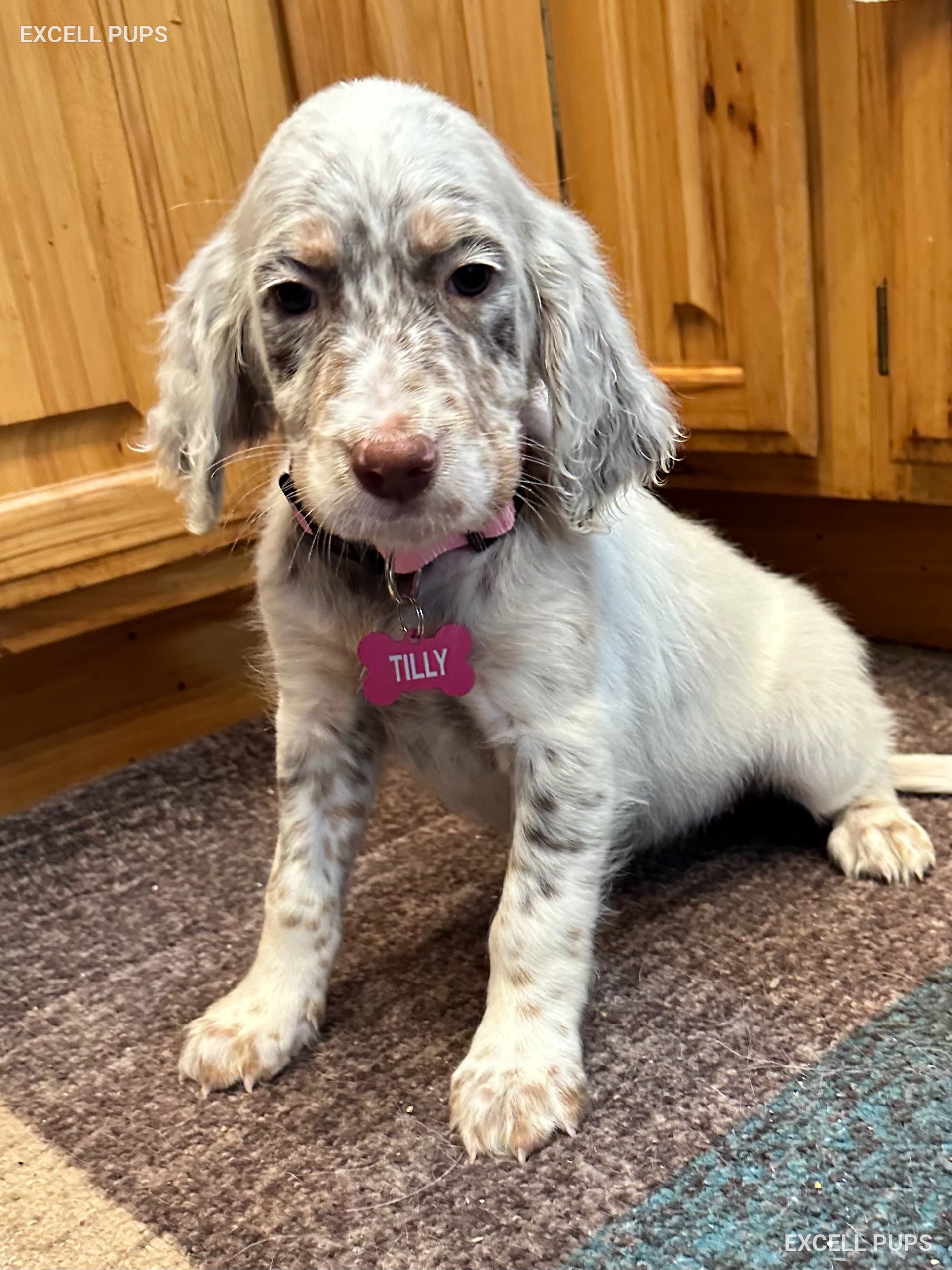 Tilly  - English Setter puppy